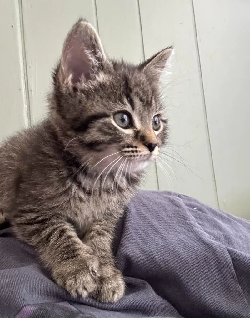 A baby medium-sized female Domestic Short Hair cat named Summer for adoption in Johnson City, TN
