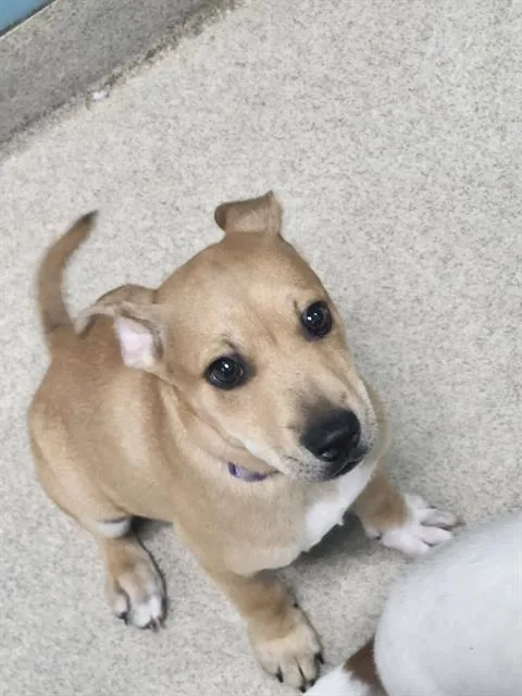 Hemi