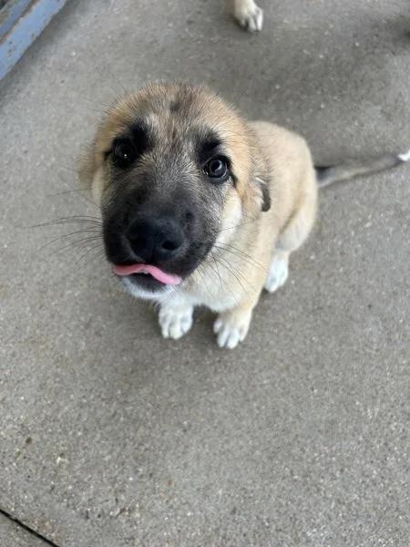 A baby medium-sized female German Shepherd Dog dog named Hazel for adoption in Osage Beach, MO