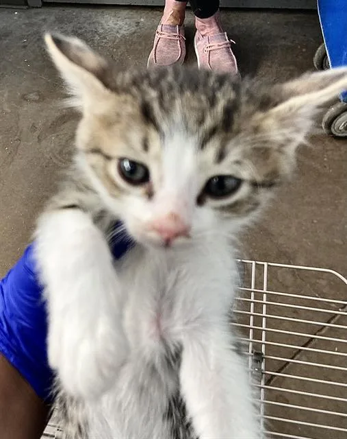 A baby medium-sized male Domestic Short Hair cat named Tipsy for adoption in Dallas, TX