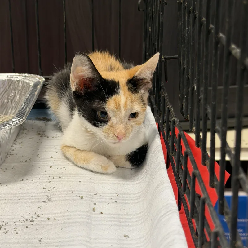 A baby small-sized female Calico cat named Patches for adoption in Bell Gardens, CA