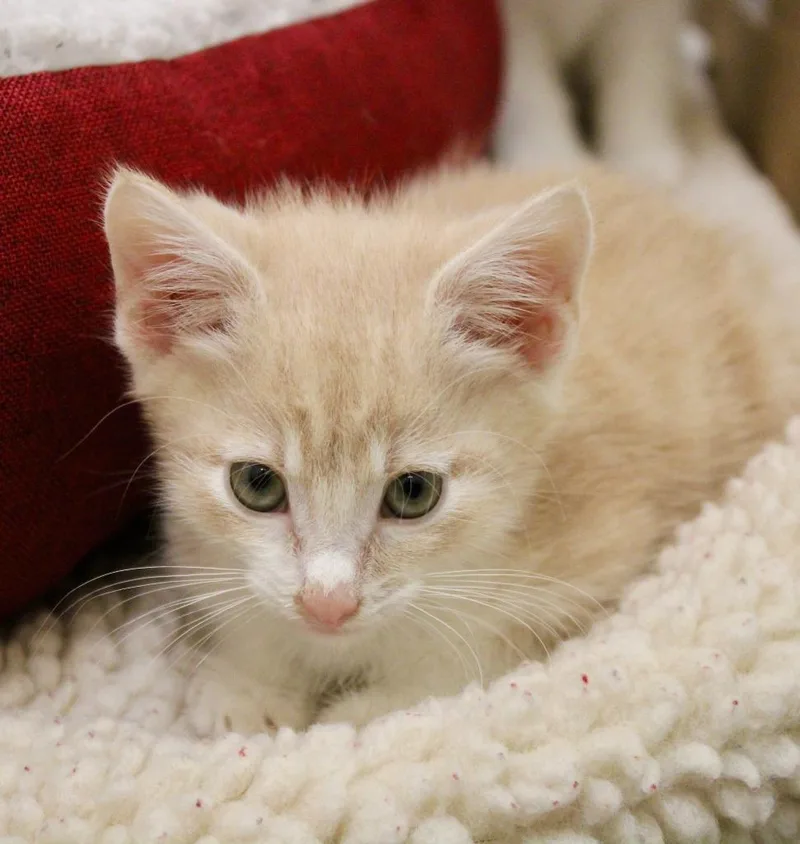 A baby small-sized male Domestic Short Hair cat named Tandoor for adoption in Clinton, SC