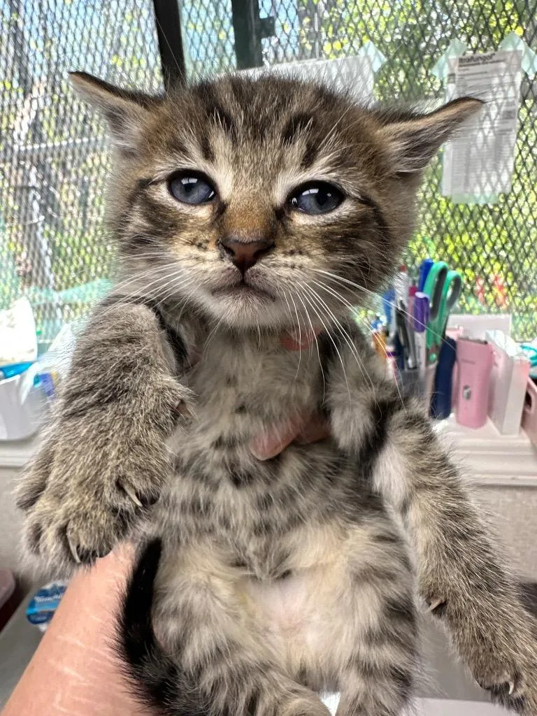A baby medium-sized male Domestic Short Hair cat named Simon for adoption in Pomona, NY
