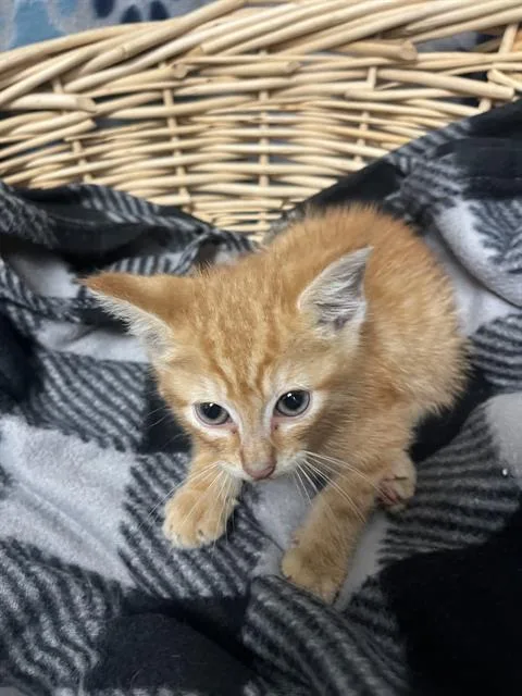 A baby small-sized male Domestic Short Hair cat named Garfield for adoption in Rosenberg, TX