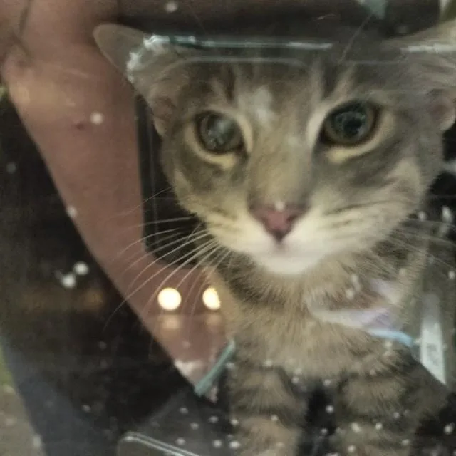 A young small-sized male Domestic Short Hair cat named Ashfurr for adoption in Pueblo, CO