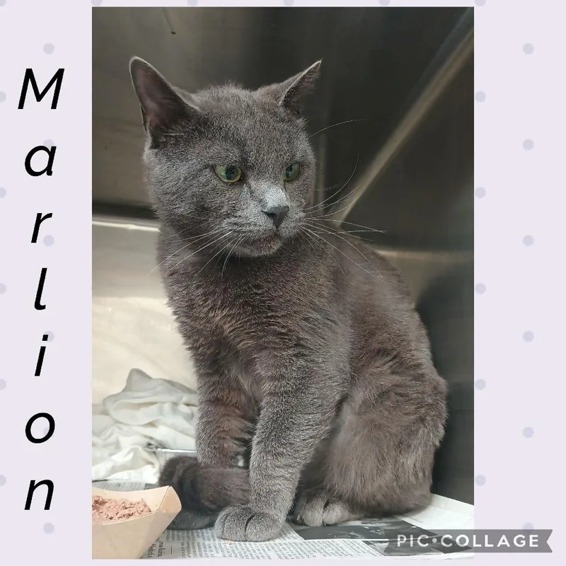 A senior large-sized male Gray / Blue / Silver Domestic Short Hair cat named Marlion for adoption in Wheeling, IL