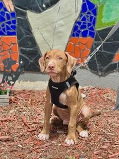 A young medium-sized male Golden Labrador Retriever dog named Habanero for adoption in Miami, FL