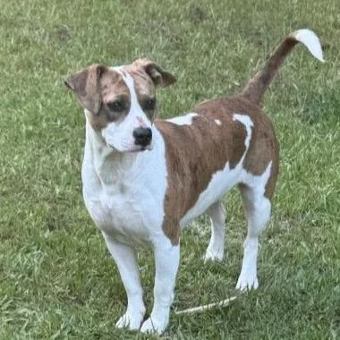 A young medium-sized female Black Mixed Breed dog named Felisha for adoption in Allentown, PA