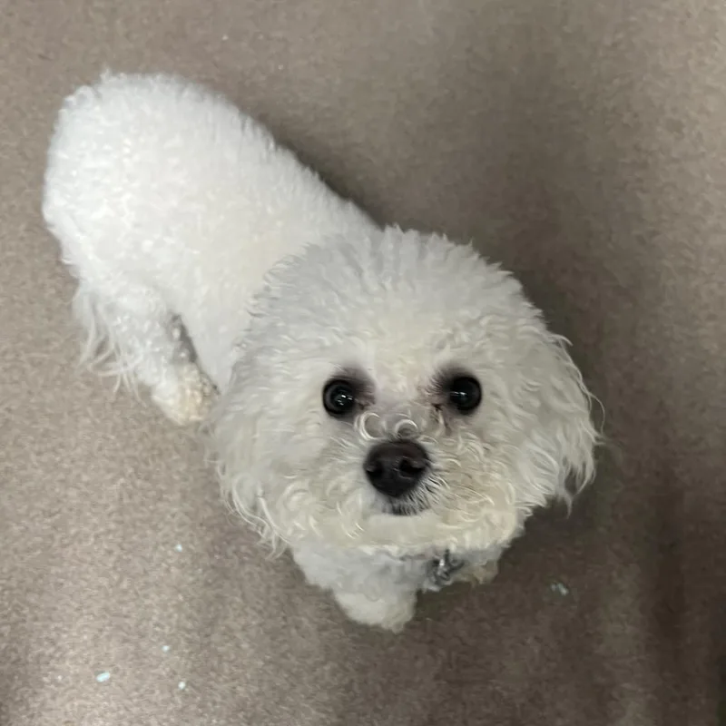 An adult small-sized female White / Cream Bichon Frise dog named Bella  Home To for adoption in South Elgin, IL