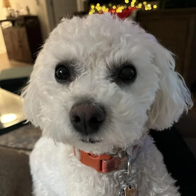 Bella  Home To thumbnail 2