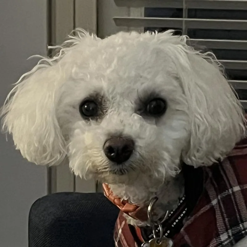 Bella  Home To thumbnail 3