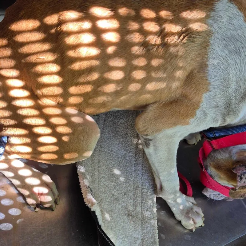 Sterling thumbnail 2