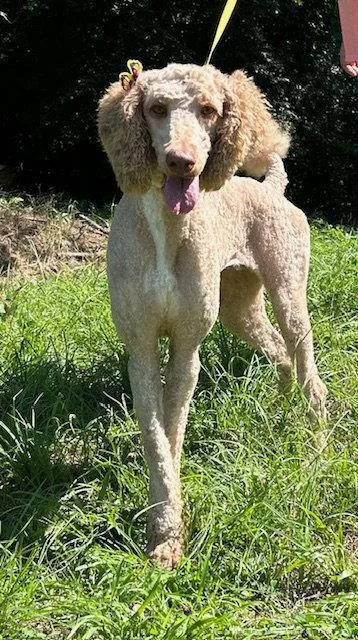 Stella