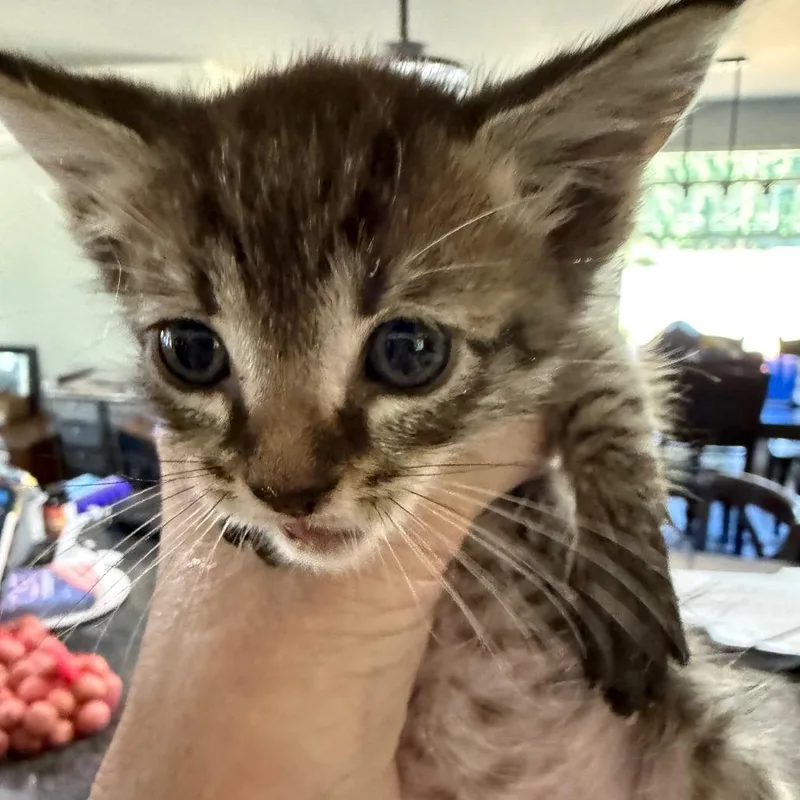 A baby small-sized male Gray / Blue / Silver Domestic Short Hair cat named Rotini for adoption in Ferndale, WA