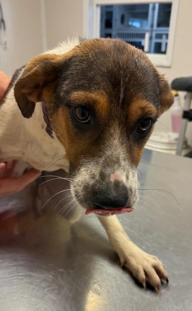 A baby medium-sized female Mixed Breed dog named Zelda for adoption in Greencastle, IN