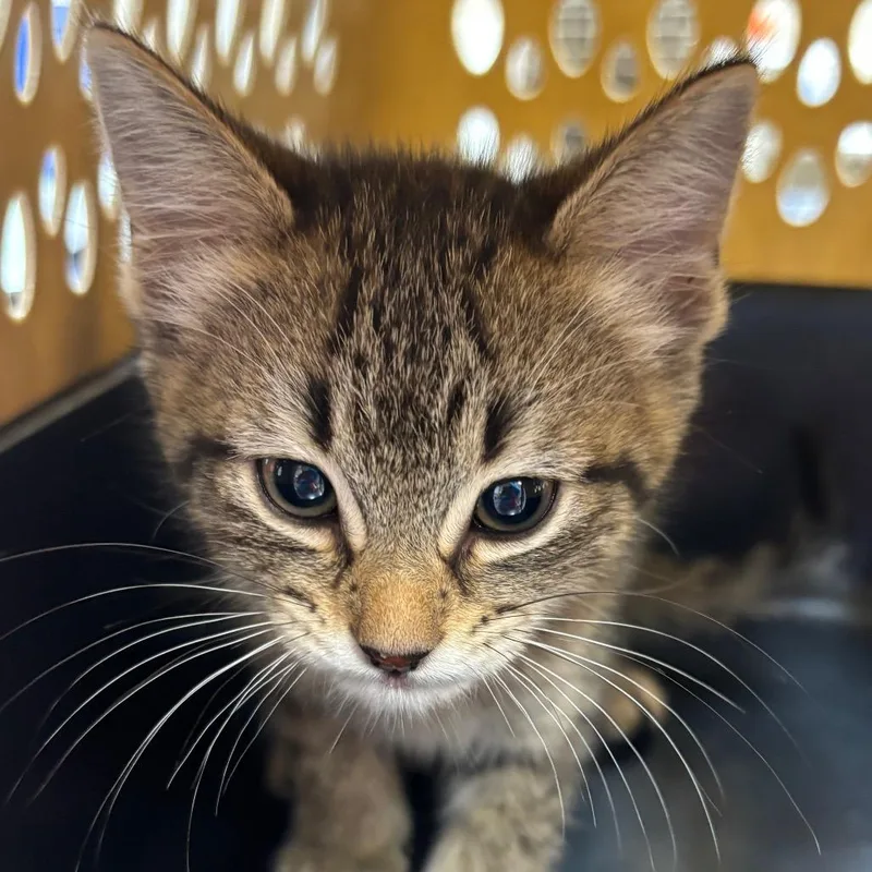A baby small-sized female Buff / Tan / Fawn Domestic Short Hair cat named Mouse for adoption in Birmingham, AL