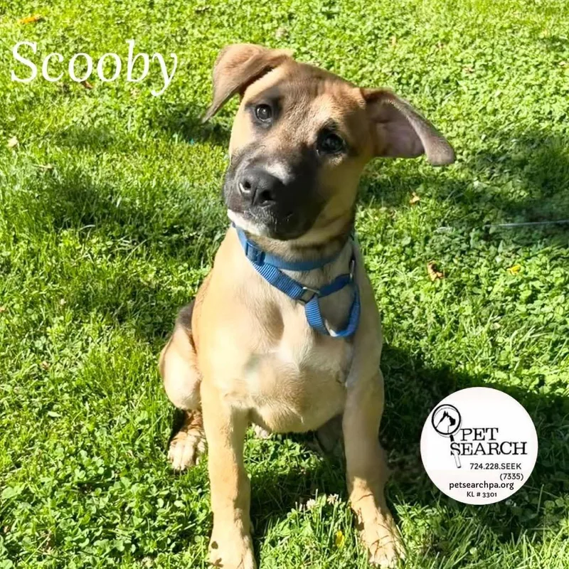 A baby large-sized male Yellow / Tan / Blond / Fawn Black Mouth Cur dog named Little Scooby for adoption in Washington, PA