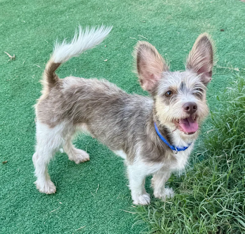 A young small-sized female Yorkshire Terrier dog named Honolulu for adoption in Maiden, NC