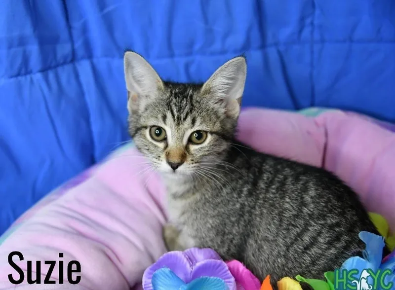 Suzie