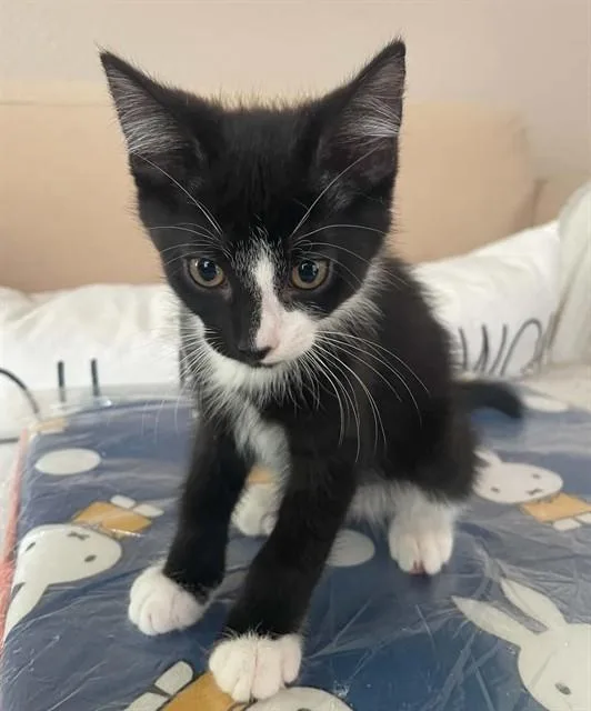 A baby small-sized male Domestic Short Hair cat named Ba for adoption in Sacramento, CA