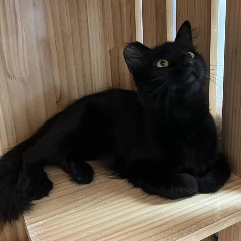 A young medium-sized female Black Domestic Medium Hair cat named Fiona for adoption in Yucca Valley, CA