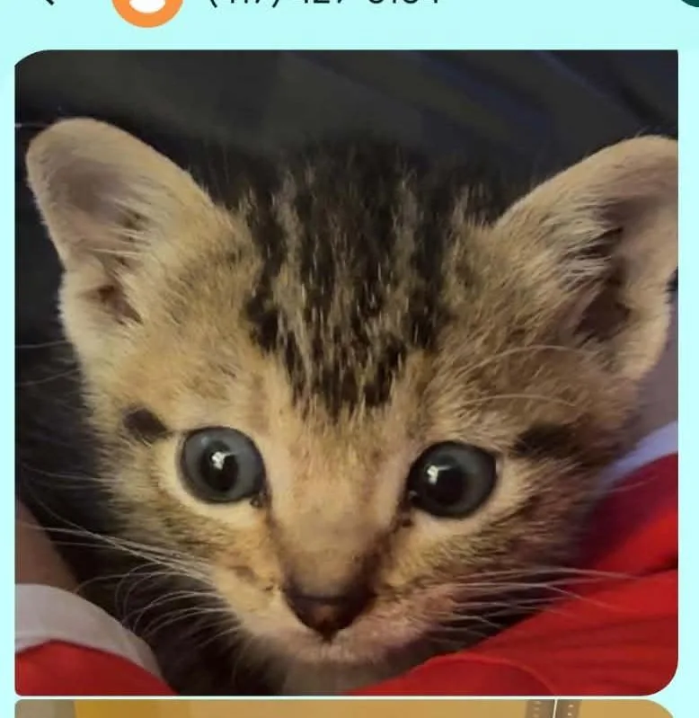A baby small-sized male Domestic Short Hair cat named Miller for adoption in Republic, MO