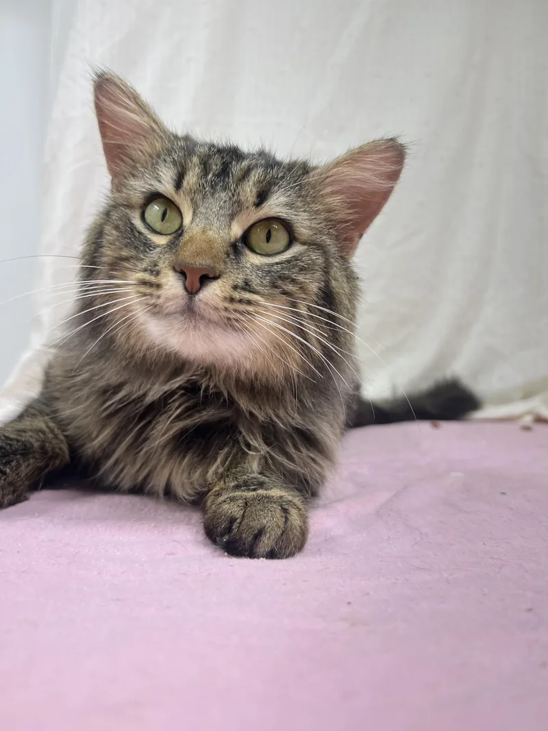 An adult medium-sized male Tabby (Tiger Striped) Domestic Long Hair cat named Ringo for adoption in Upper Sandusky, OH