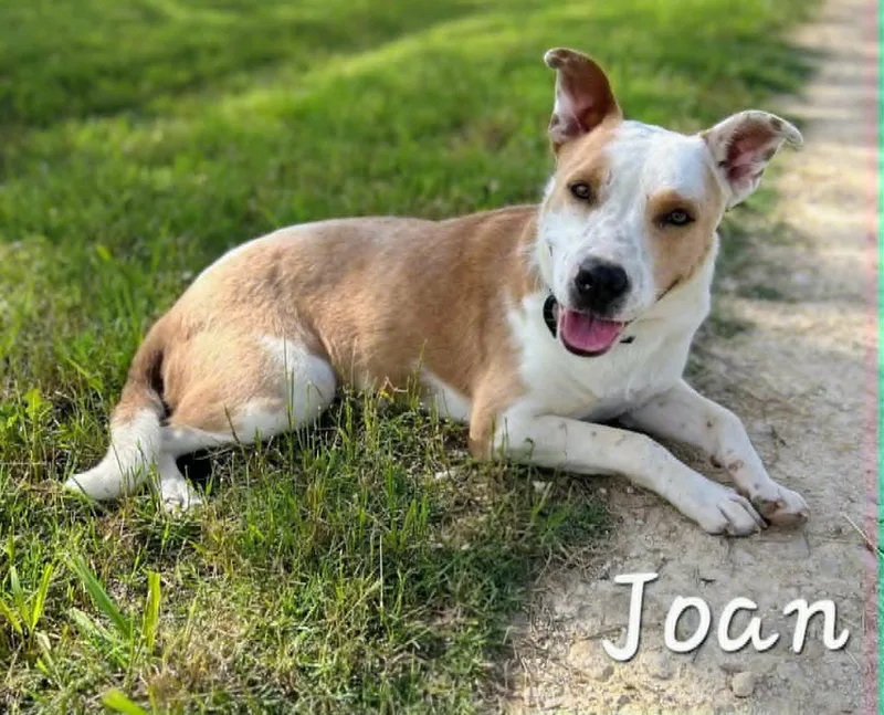 A young medium-sized female Cattle Dog dog named Joan for adoption in Montague, TX