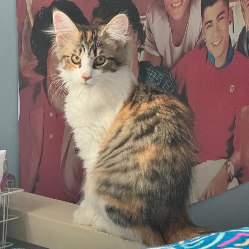 A young small-sized female Calico Domestic Long Hair cat named Mal for adoption in Medina, OH
