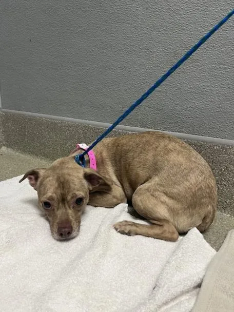 An adult small-sized female Chihuahua dog named Marshall for adoption in Las Vegas, NV