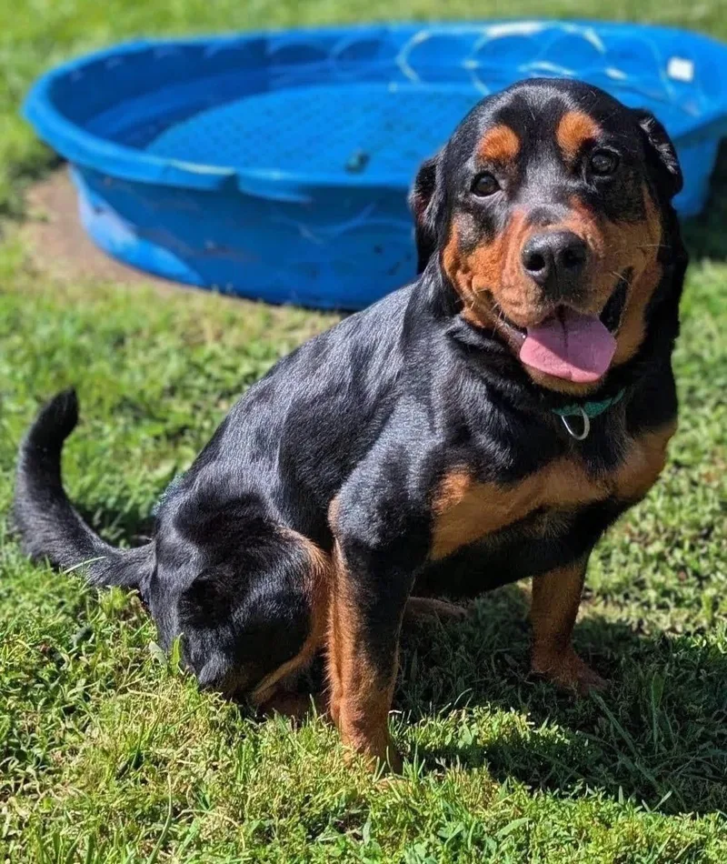 Stella