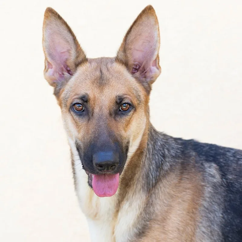 A young medium-sized female Black Mixed Breed dog named Maple for adoption in Cartersville, GA