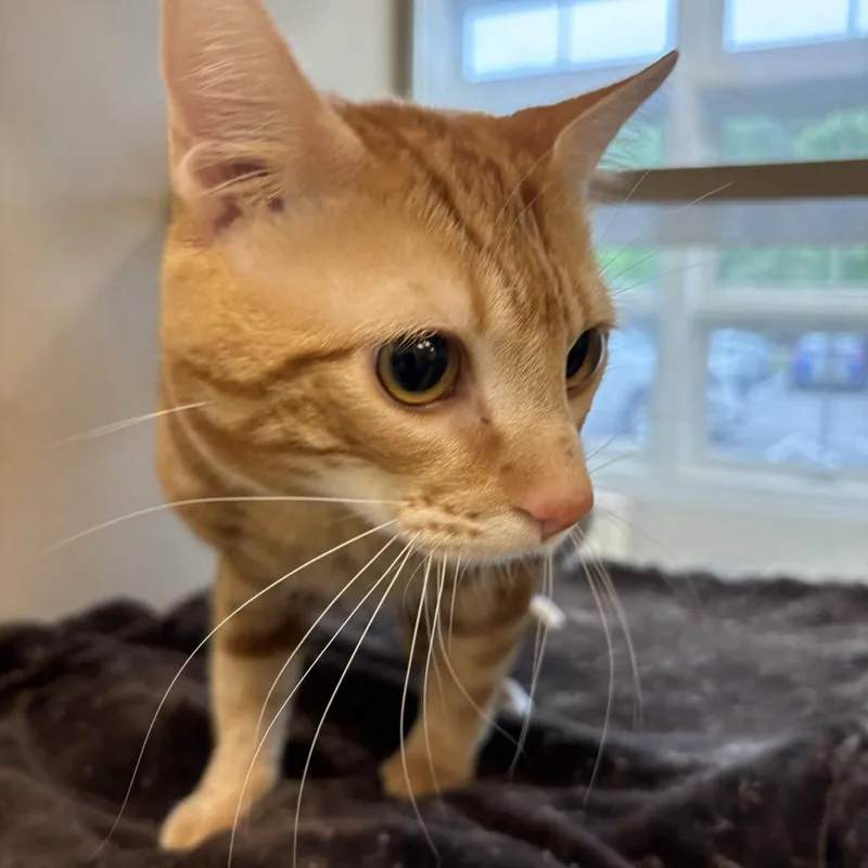 Simba