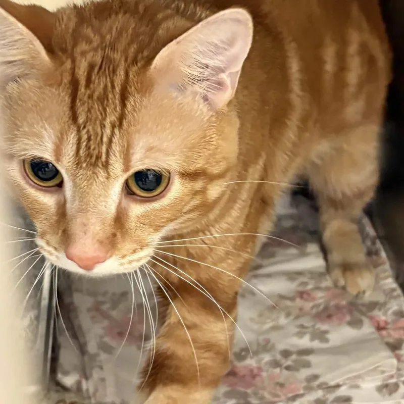 Simba thumbnail 2