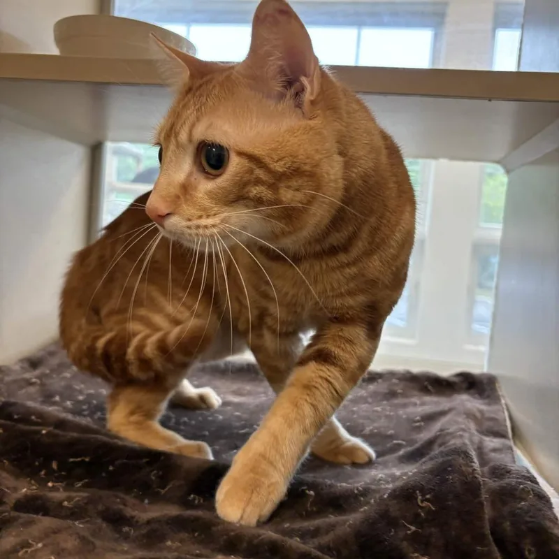 Simba thumbnail 3