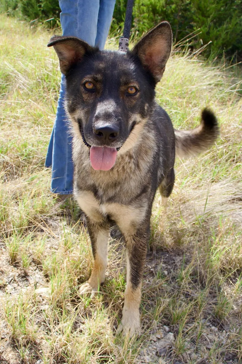 A young medium-sized female Yellow / Tan / Blond / Fawn German Shepherd Dog named Selah for adoption in Boerne, TX