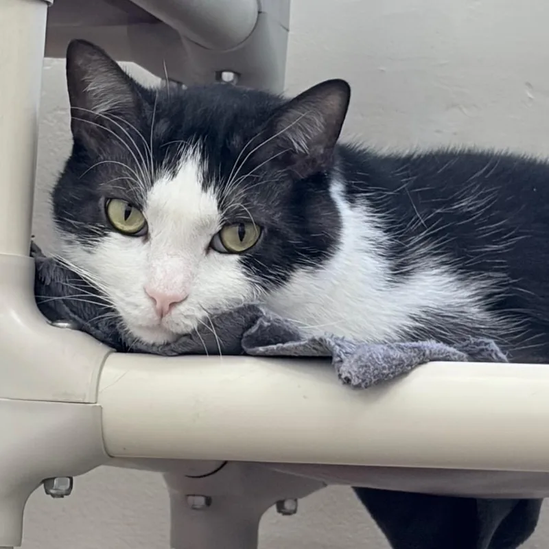 A senior large-sized male Black Domestic Short Hair cat named Jinx for adoption in Los Angeles, CA