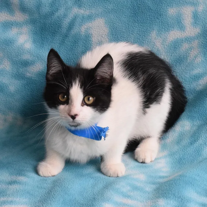A baby small-sized male Black Domestic Short Hair cat named Nico for adoption in Eureka, CA