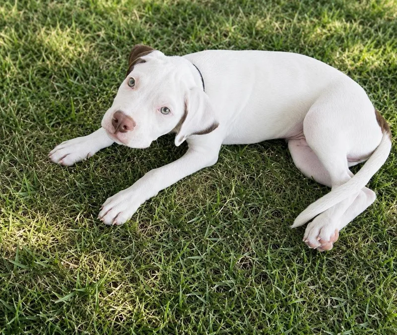 A baby medium-sized male White / Cream Pit Bull Terrier dog named Beldar for adoption in Colorado Springs, CO