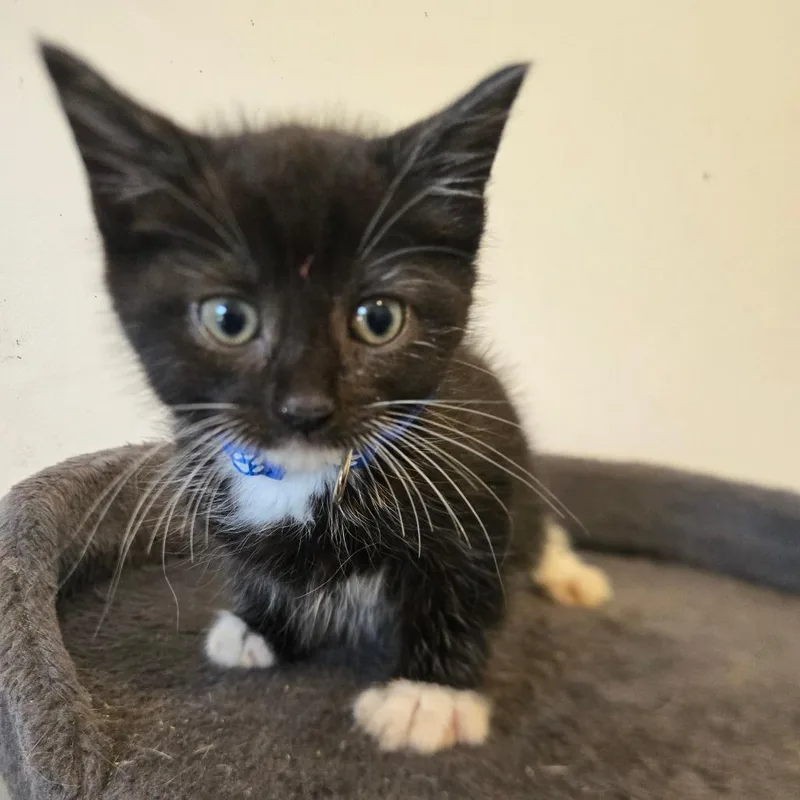 A baby small-sized male Black Domestic Short Hair cat named Chess in Parsonsburg for adoption in Alexandria, VA