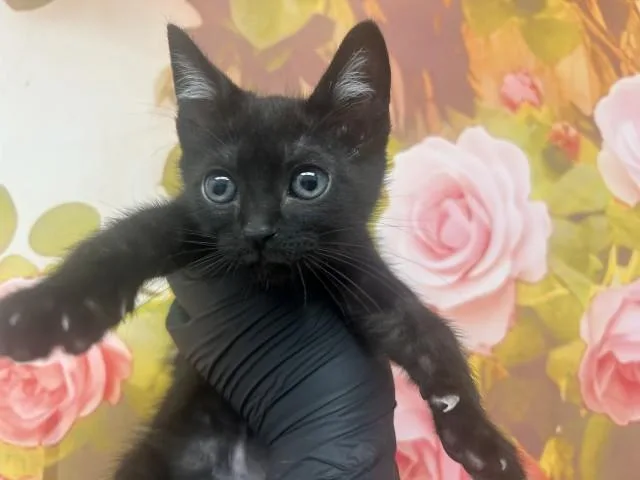 A baby small-sized male Domestic Short Hair cat named Wyatt for adoption in San Bernardino, CA