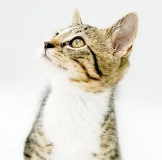 Hamilton is a teeny