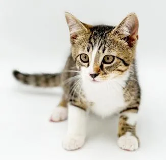 Hamilton is a teeny thumbnail 4