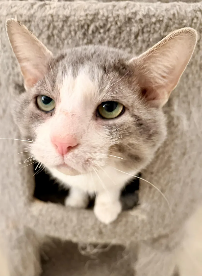 An adult medium-sized male Domestic Short Hair cat named Mittens for adoption in Seven Valleys, PA