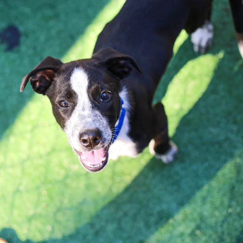 A baby medium-sized female Cattle Dog dog named Wednesday and Morticia Addams for adoption in Grass Valley, CA