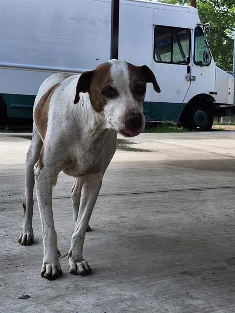 An adult large-sized male American Staffordshire Terrier dog named Barry for adoption in San Antonio, TX