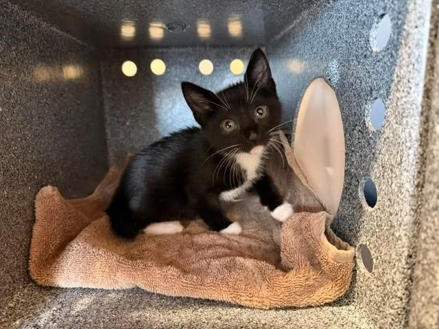 A baby small-sized female Domestic Short Hair cat named Scarlet for adoption in Tustin, CA