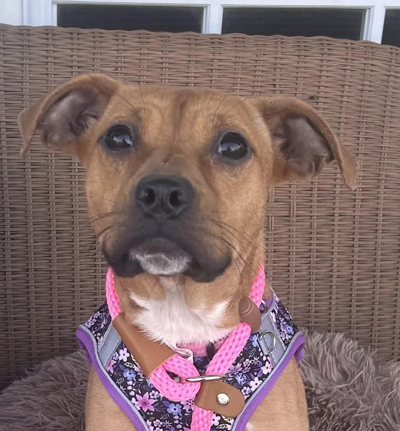 Piper