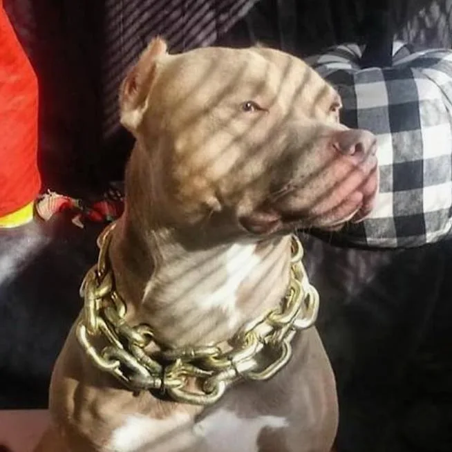 A senior large-sized male Yellow / Tan / Blond / Fawn Pit Bull Terrier dog named Lil Man for adoption in Philadelphia, PA