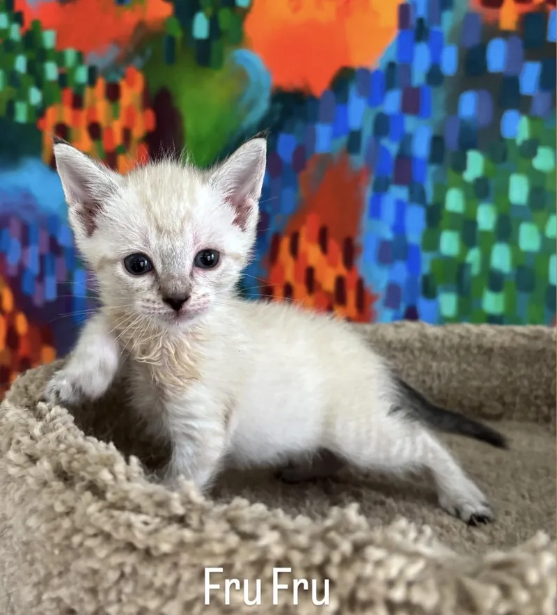 A baby medium-sized female Domestic Medium Hair cat named Fru Fru for adoption in Asbury Park, NJ